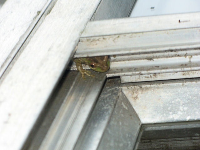 frog in window